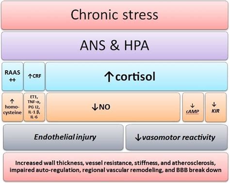 Schematic Representation Of The Chronic Stress Induced Cascade Of