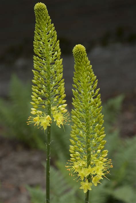 Colorful and Low-Maintenance Perennials for a Beautiful Garden
