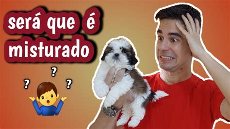 Como Saber Se Seu Shih Tzu Misturado Youtube