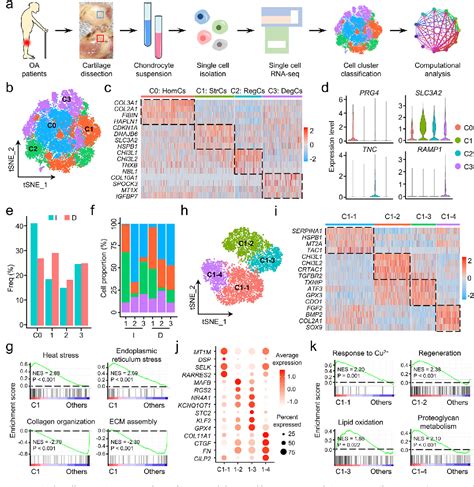 Figure 2 From Single Cell RNA Seq Analysis Identifies Ferroptotic