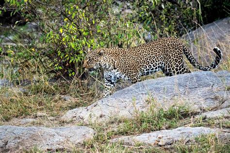 24 Wild Animals in Zimbabwe [Wildlife in Zimbabwe] - kevmrc.com