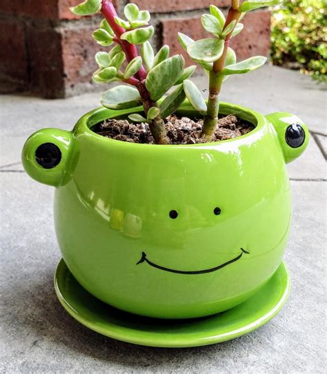 Cute Frog Planter With Succulent Plant Included