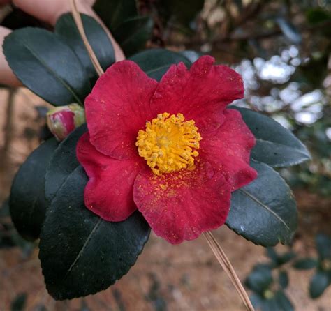 A Large Red Flower With Yellow Stamen On It