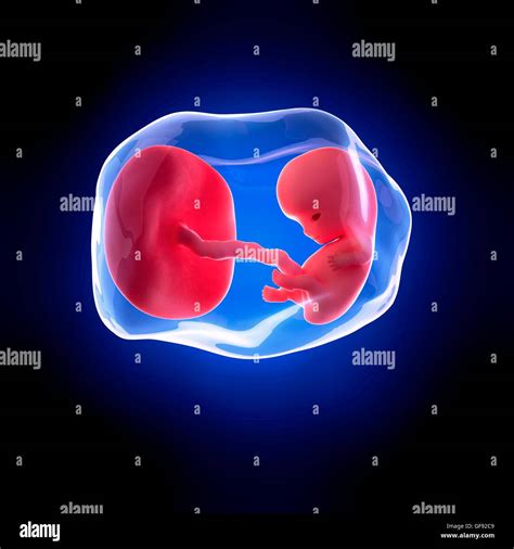 Human Fetus 9 Weeks Hi Res Stock Photography And Images Alamy