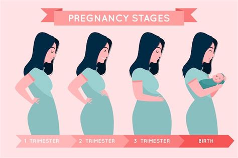 Free Vector | Pregnancy stages illustration