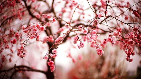 HD wallpaper: cherry blossom desktop, tree, plant, flower, pink color, branch | Wallpaper Flare