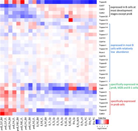 Frontiers Expression And Function Of Tetraspanins And Their