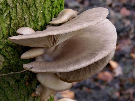 Pleurotus Pulmonarius LEAP Fungi INaturalist