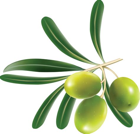 Green Olives Png