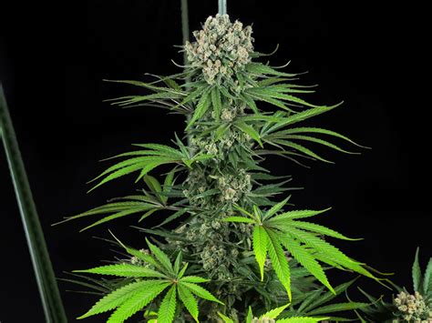 Mandarin Punch Feminisiert Grow Report Indoor Sensi Seeds