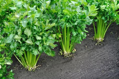 Celery - Wikifarmer