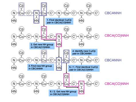 Triple Resonance Backbone Assignment Protein Nmr