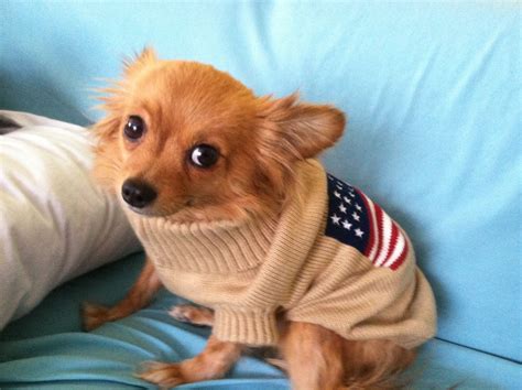 Rocky--- All American Pom-Chi. | Cute animals, Cute dogs, Pomchi puppies