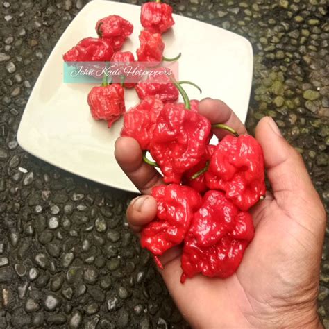 Jual Benih Unggul Cabe Carolina Reaper Red Benih Fresh Cabe Carolina