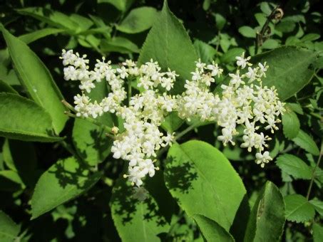 Free Images Tree Branch Blossom Flower Food Produce Plants