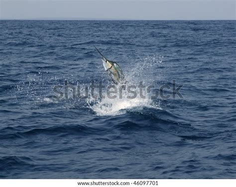 Sailfish Saltwater Sport Fishing Jumping Stock Photo 46097701