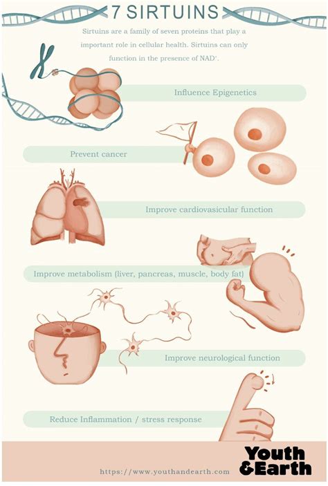 How Sirtuins And NAD Influence Longevity Dev Youthandearth