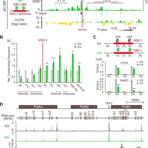 Inversion Of The Pcdh HS5 1 Enhancer With CBSs Switches DNA Looping