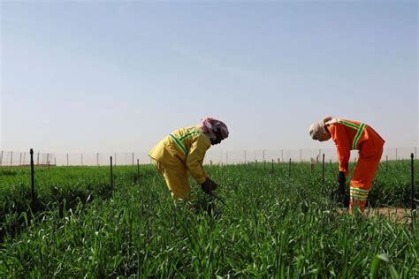 The Future Of Farming Exploring Sustainable Agriculture Practices In Dubai