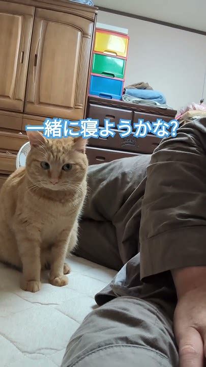 添寝してくれなかった早朝トム 癒し猫動画 Youtube