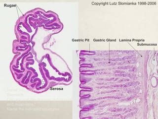 Digestive System Histology | PPT