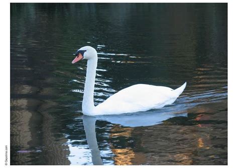 Foto svan - Bild 8393.