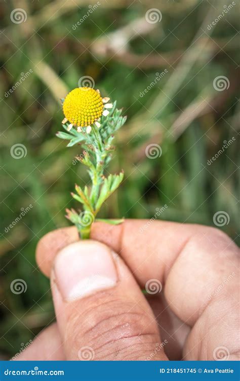 Globe Chamomile Oncosiphon Pilulifer Wild Flower Being Held In A Mans