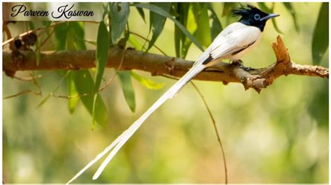 15 Most Beautiful Long Tailed Birds Of Indian Subcontinent