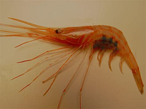 Royal Red Shrimp Everything You Need To Know About Pleoticus Robustus Ocean Insider