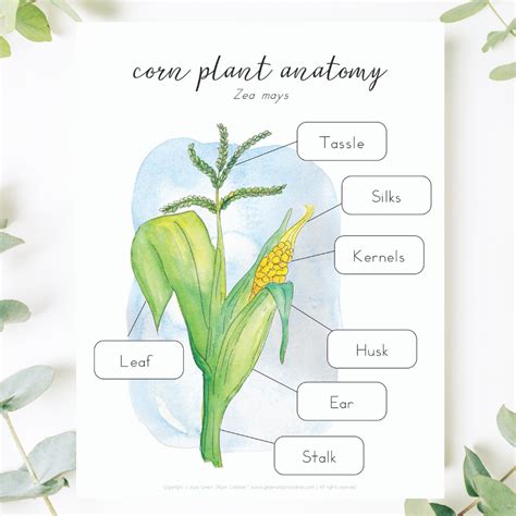 Corn Plant Anatomy | Corn plant, Plants, Autumn activities