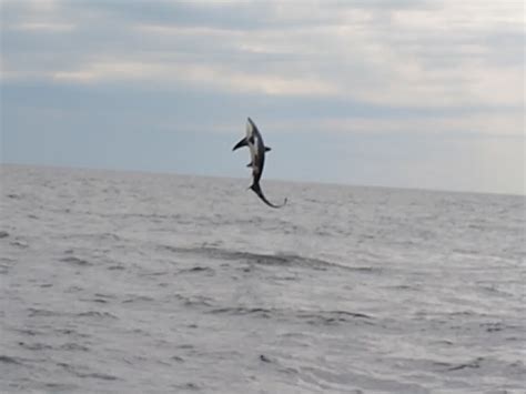 Common Thresher Shark