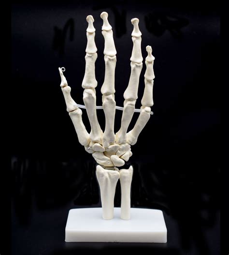 life size skeleton model hand wrist model hand bone anatomical model