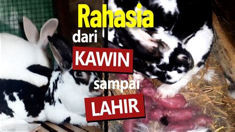 Rahasia Penyebab Kelinci Kawin Namun Tidak Hamil Lahir Youtube