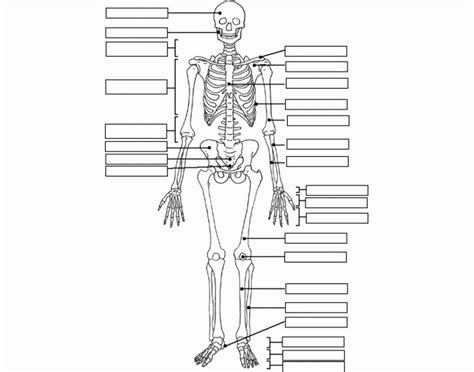 Skeleton Part 2 Diagram Quizlet