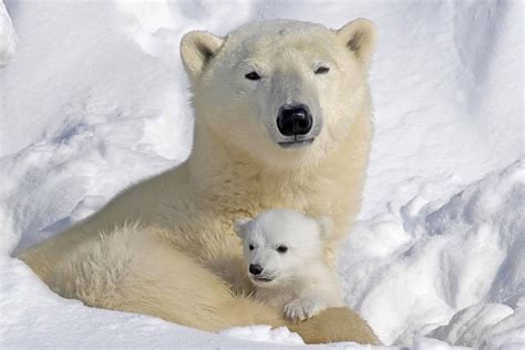 Polar Bears - Bears! Photo (35799411) - Fanpop