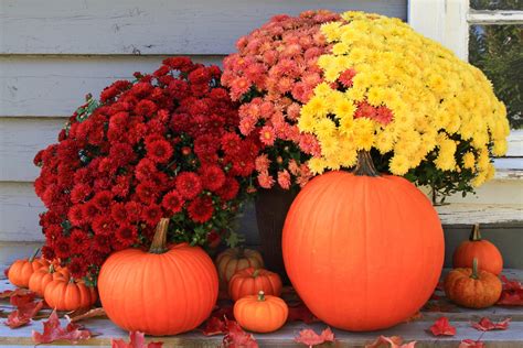 Best Flowers for Fall - Hittle Landscaping