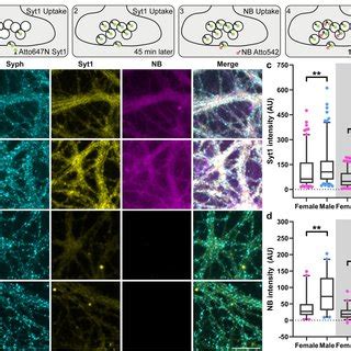 Male hippocampal neurons have a higher synaptic activity. (a) To study ... 