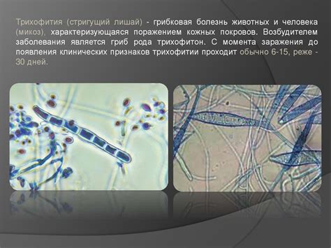 Возбудители трихофитии и их роль в патологии животных - презентация онлайн