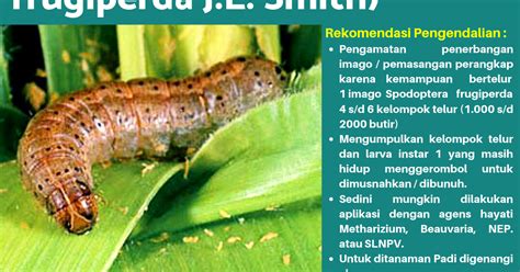 Spodoptera Frugiperda Atau Ulat Tentara