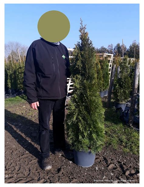 THUJA occidentalis SMARAGD Thuya du Canada émeraude