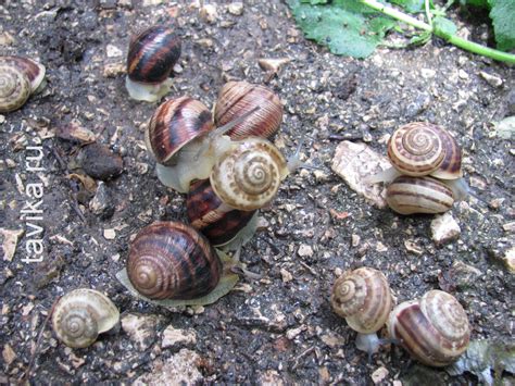 Как содержать дома виноградную улитку - tavika.ru