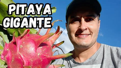 Como Produzir Pitaya Gigante Na Sua Casa Youtube