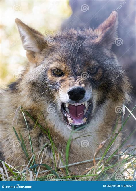 Golden Jackal (Canis Aureus) Stock Photo - Image of predator, carnivore