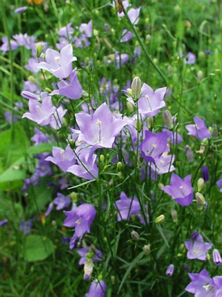 Juglone Tolerant Shade Plants For Black Walnut Tree Areas Shade