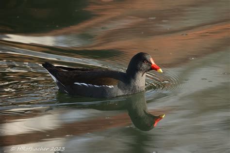 Gallinule Poule D Eau Gallinula Chloropus Common Moorh Flickr