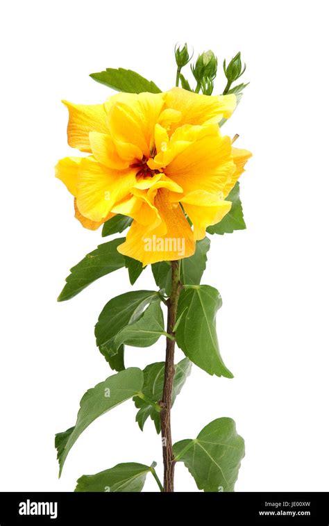 Beautiful Yellow Hibiscus Flower Isolated On White Background Stock