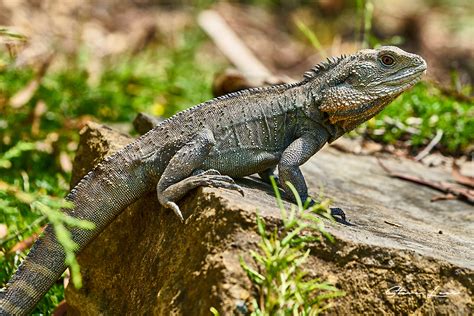 Lizards of Australia - Steve Lees Photography