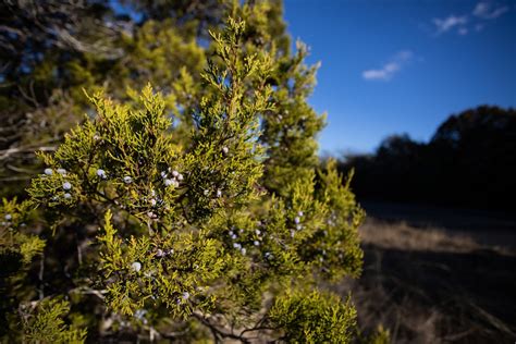 Texas cedar fever starts early. Know the symptoms & remedies