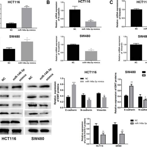 Mir 148 3p Inhibited Emt And Stat3 Signaling In Coad Cells Mir 148a 3p