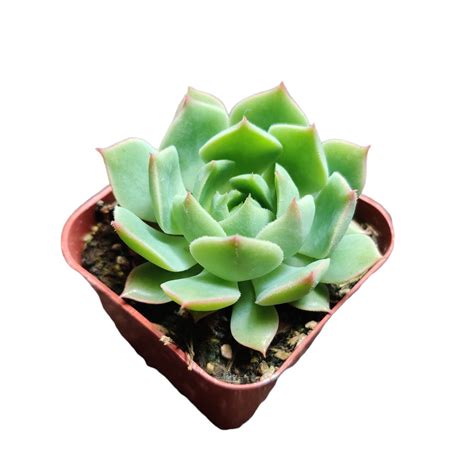 Amazon Foliagems Live Cactus Succulent Plants From Uskc Pot